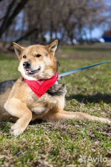 Восточноевропейская овчарка