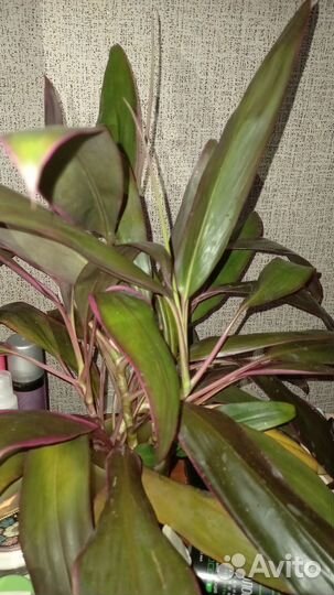 Обмен 4 любых моих на 1 ваш отросток бегонии