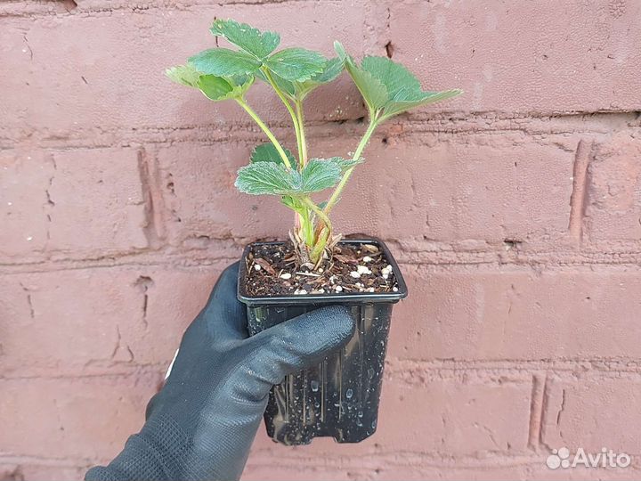 Саженцы клубники ремонтантная