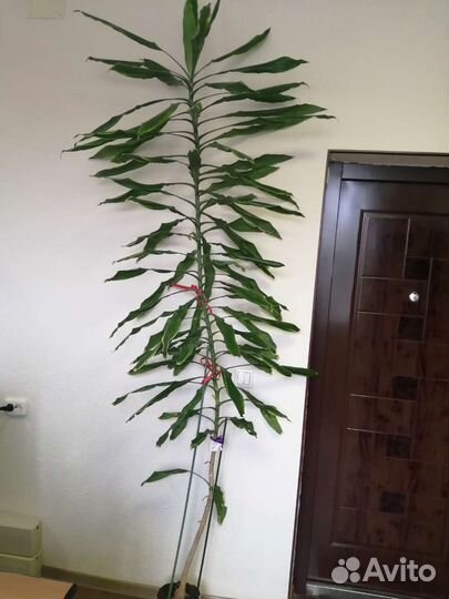 Пальма Драцена