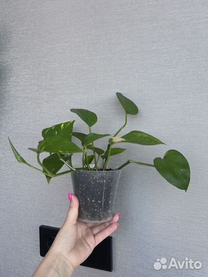 Сциндапсус золотистый