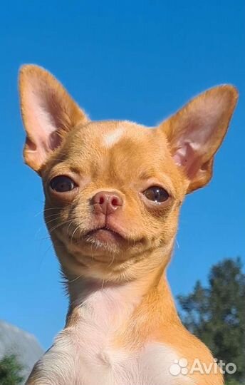 Мини - девочка гл/ш