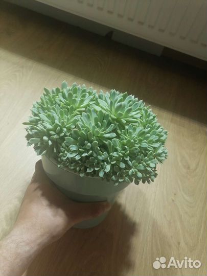 Echeveria sp. (Эхеверия)