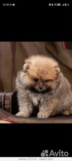 Померанский шпиц тип мишка мини