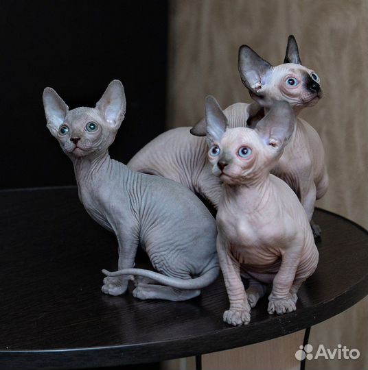 Канадский сфинкс