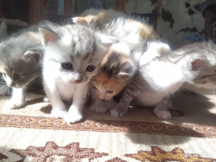 Котята в добрые руки