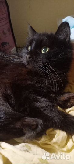 Кошке с лейкозом пора домой