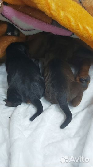 Щенки цвергпинчера