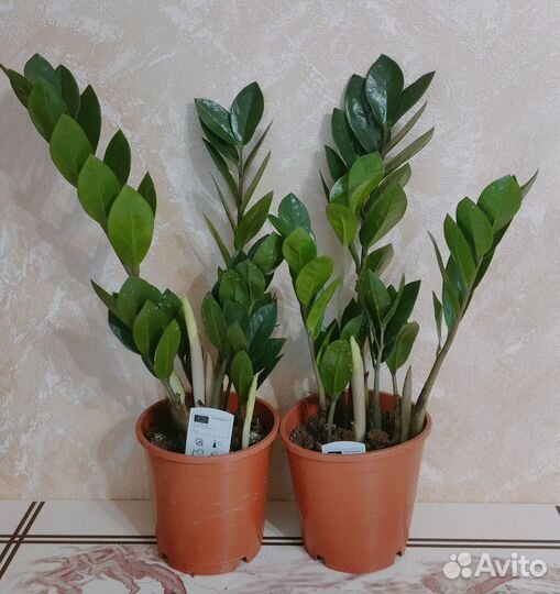 Замиокулькас