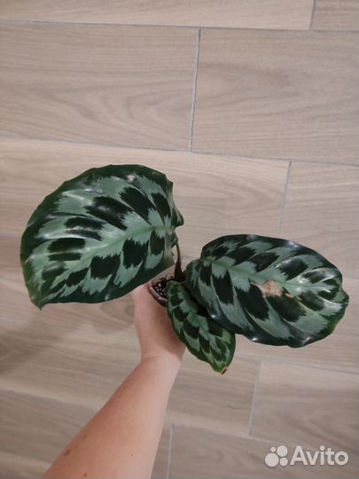 Калатея Хелен Кеннеди