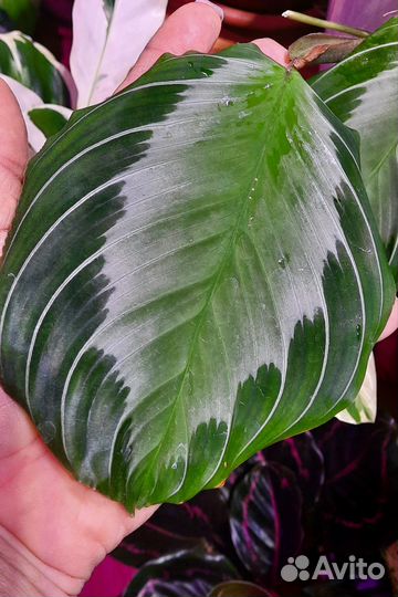 Маранты разные, строманта Триколор