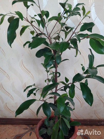 Фикус бенджамина большой