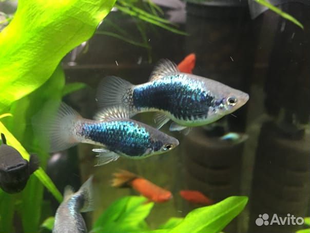 Аквариумные рыбки