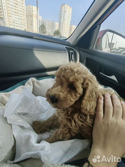 Щенки той пуделя