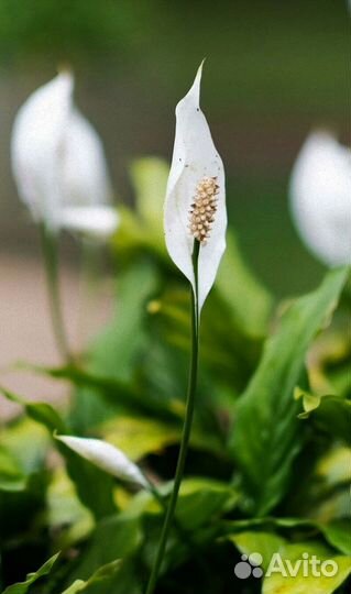 Спатифиллум