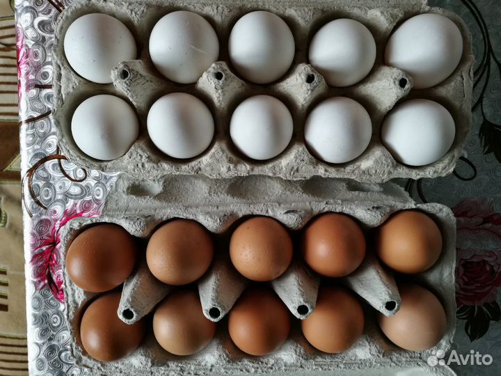 Домашнее куриное яйцо