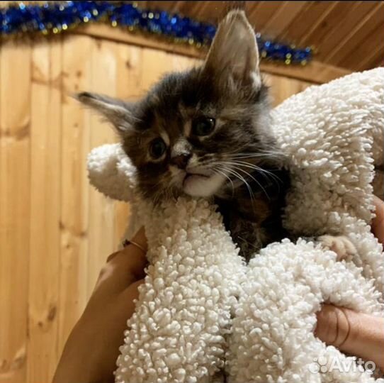 Котята мейн-кун