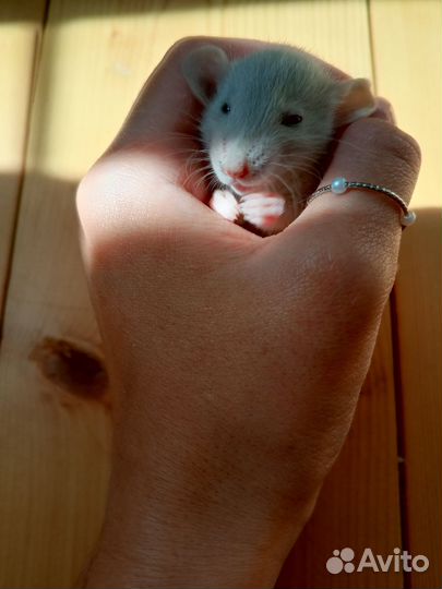 Крыса дамбо