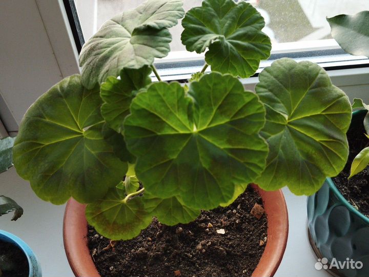 Герань, декабрист, комнатная мята