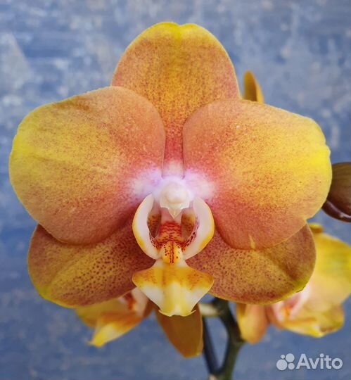 Орхидея фаленопсис Goud / Золото