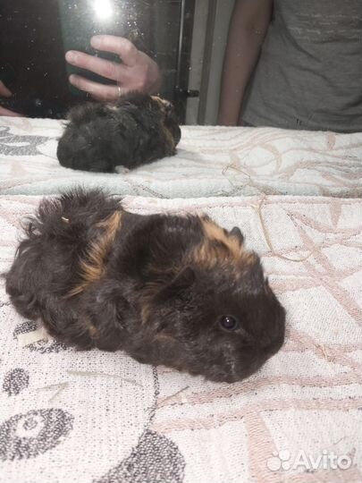 Малыши от длинношерстных морских свинок