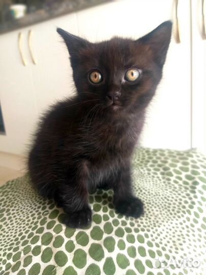 Метис Шотландец