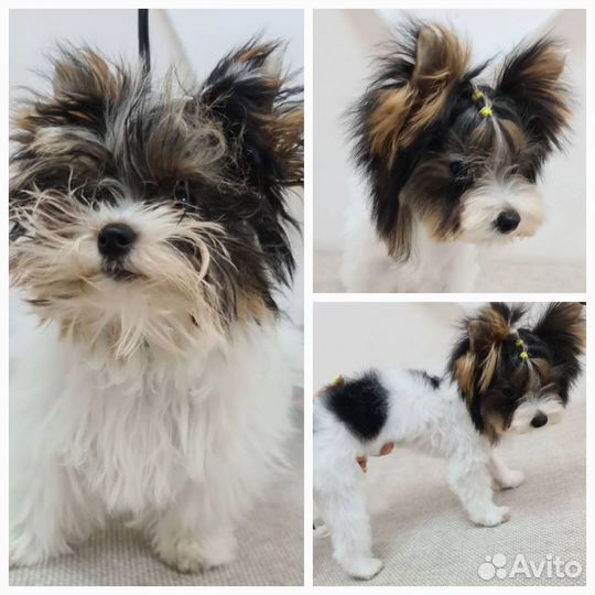 Стрижка, экспресс-линька собак и кошек, груминг