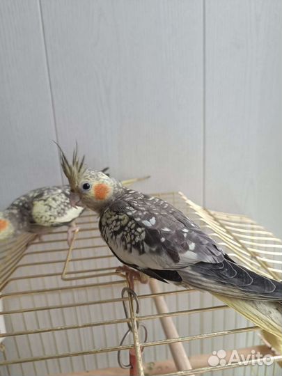 Птенцы корелла