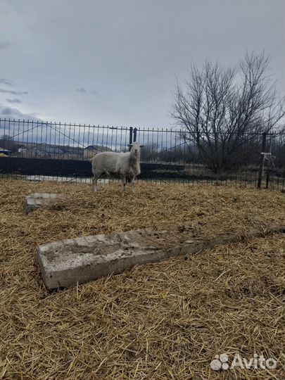 Катумские овцы