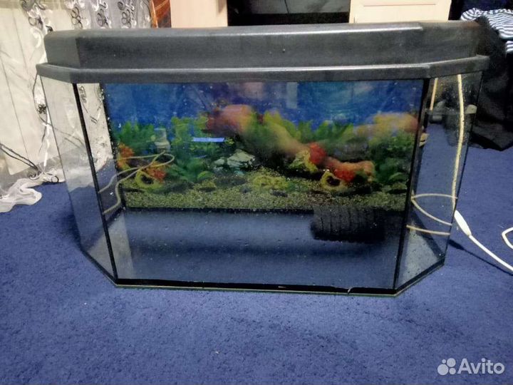 Аквариумные рыбки