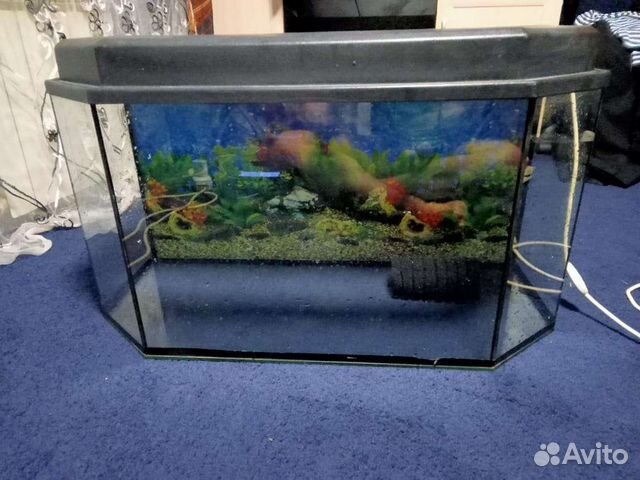 Аквариумные рыбки