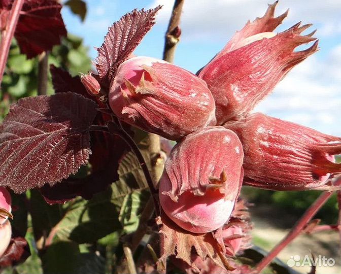 Краснолистный фундук, 2 и 3 года