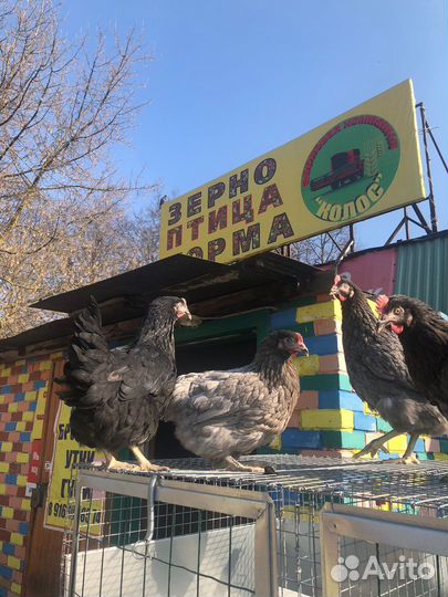 Куры доминант