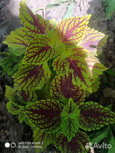 Колеусы сортовые 1