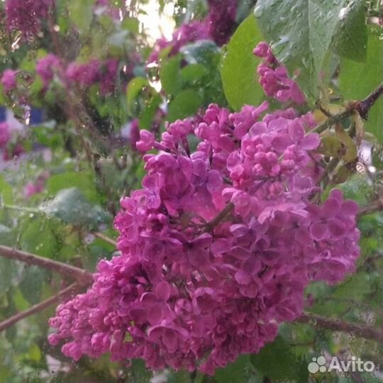 Саженцы сирени