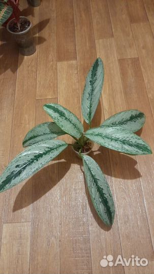 Аглаонема и дисхидия