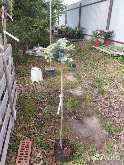 Ель колючая Глаука Глобоза на штамбе100-120см