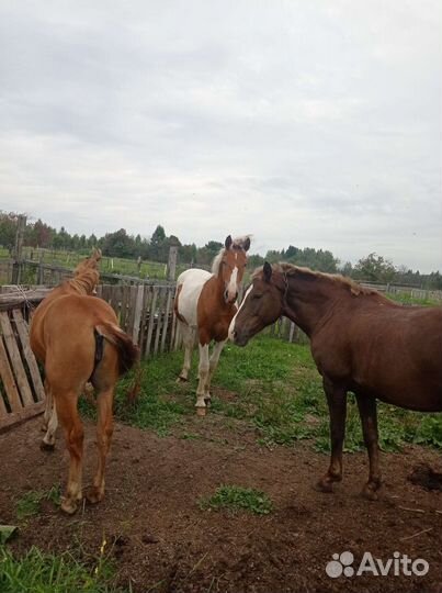 Продам жеребчика