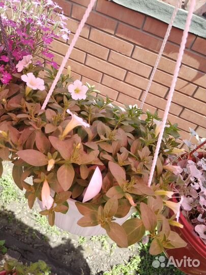 Петуния, вербена, дихондра, калибрахоа