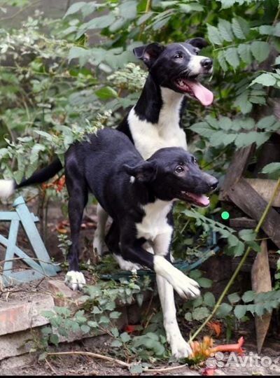 Собака в добрые руки