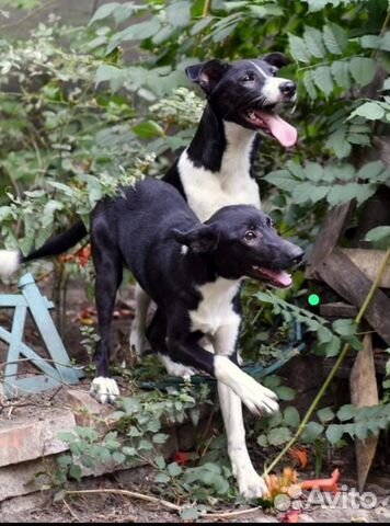 Собака в добрые руки