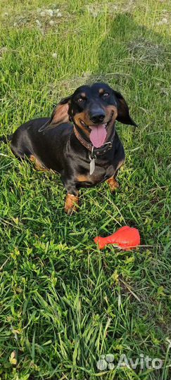 Такса бесплатно