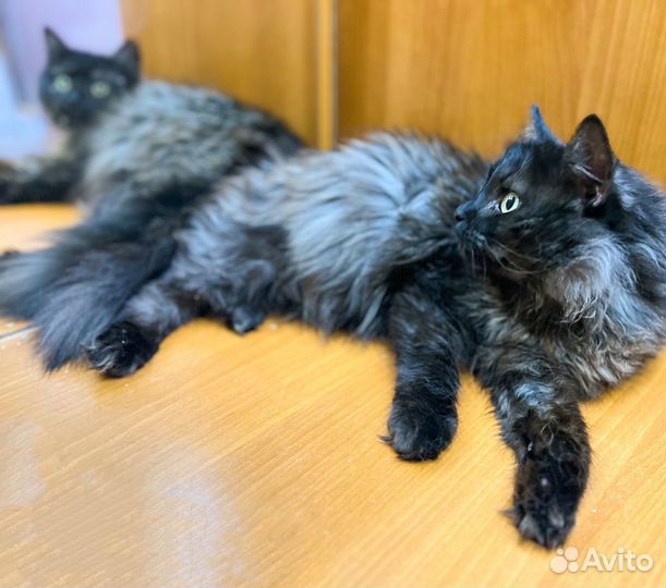 Кот в добрые руки