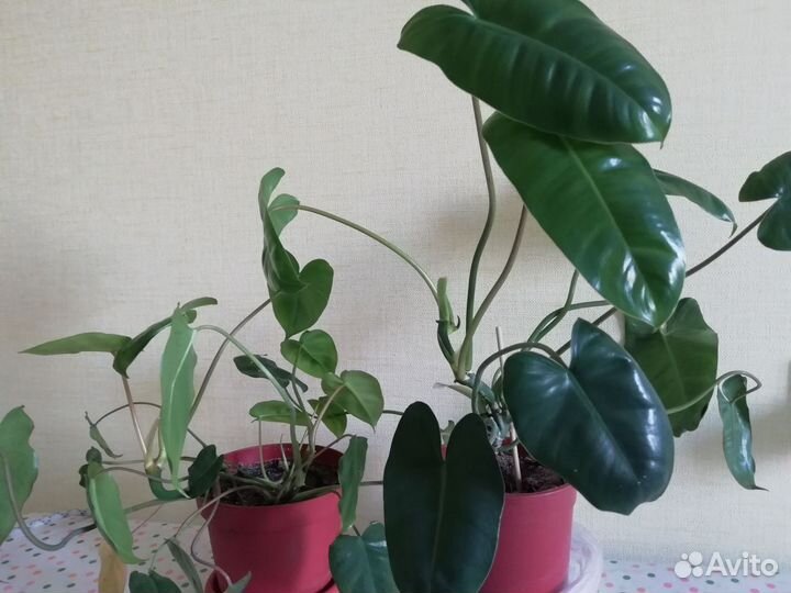 Филодендрон