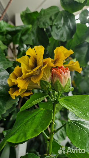 Сортовой гибискус wind rosa Yunzhongke