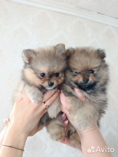 Щенки шпица