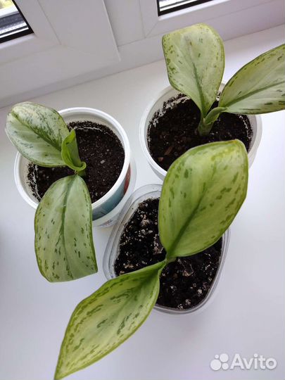 Аглаонема Silver Queen'