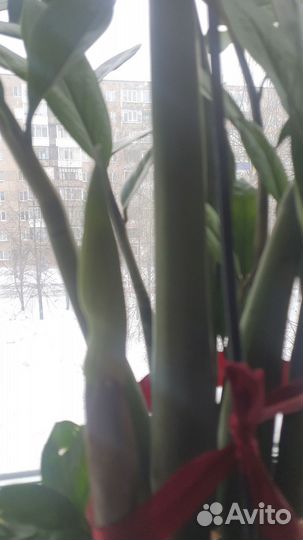 Замиокулькас