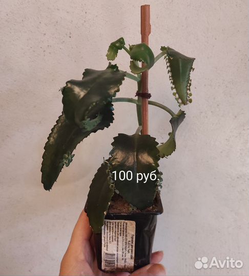 Каланхоэ Дегремона,лечебное,к. ол. рожки,тубифлора