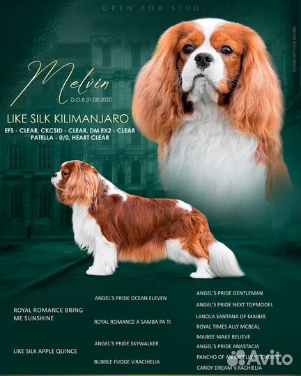 Кавалер кинг чарльз спаниель вязка